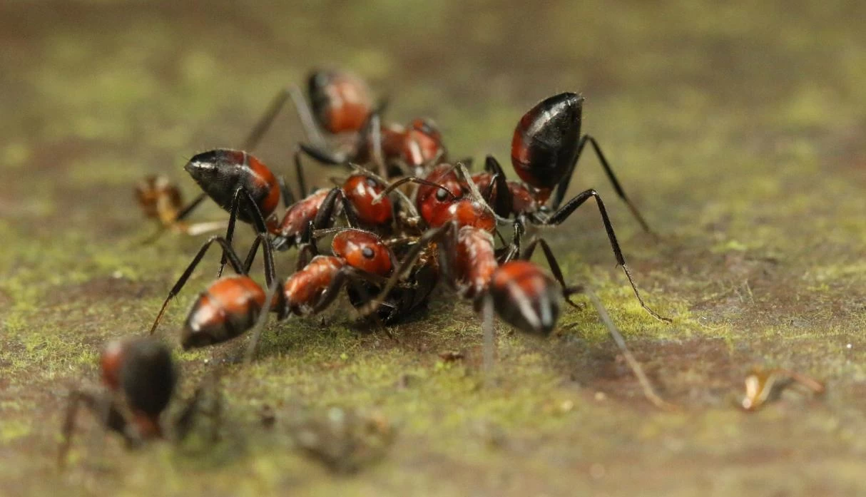 Descubren nueva especie de hormiga que utiliza bacterias como arma defensiva