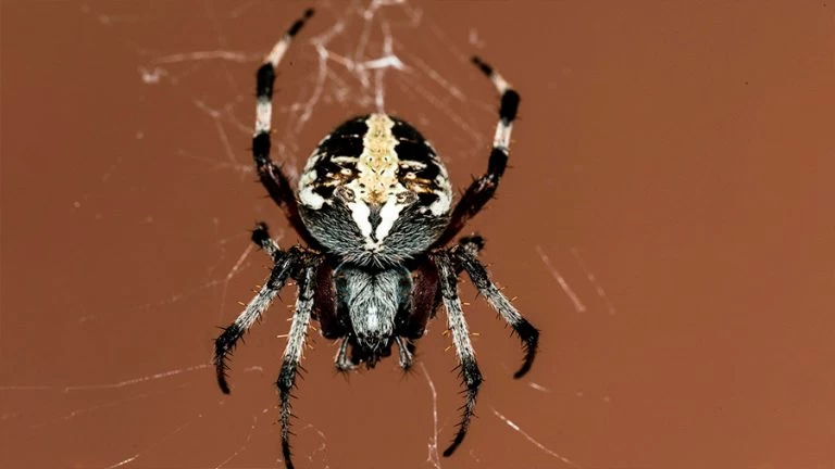Descubren una nueva especie de araña con capacidades sorprendentes