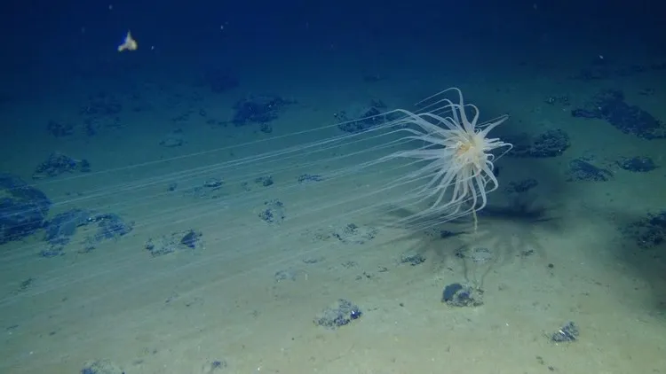 Descubren nuevas formas de vida en el fondo del océano