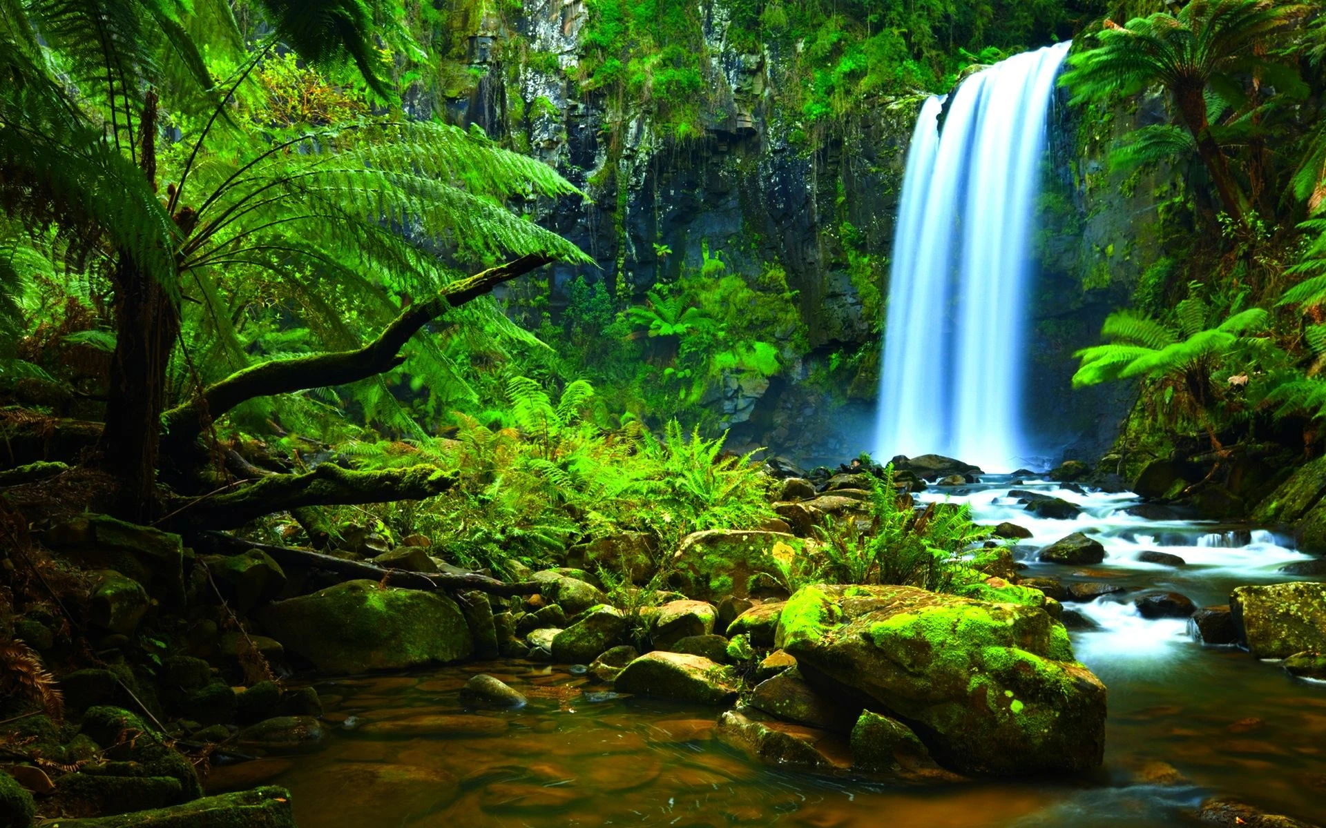 Descubre la belleza natural de la selva amazónica