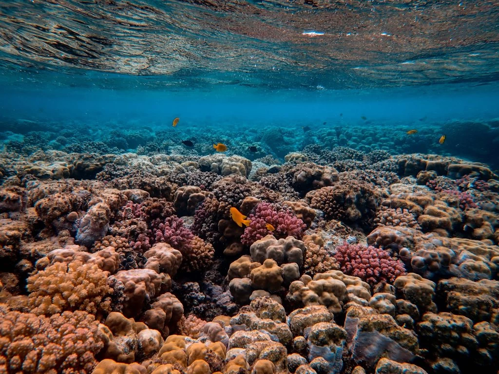 Explorando las maravillas de la Gran Barrera de Coral